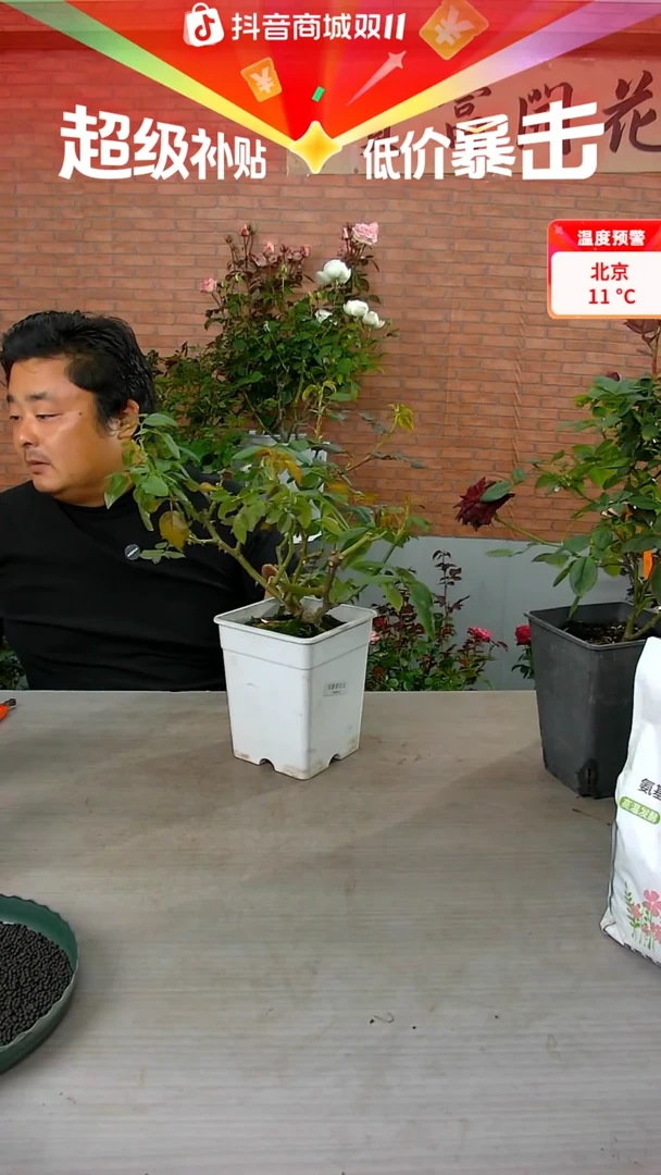 当前无花朵，栽培后可花朵安索菲比克