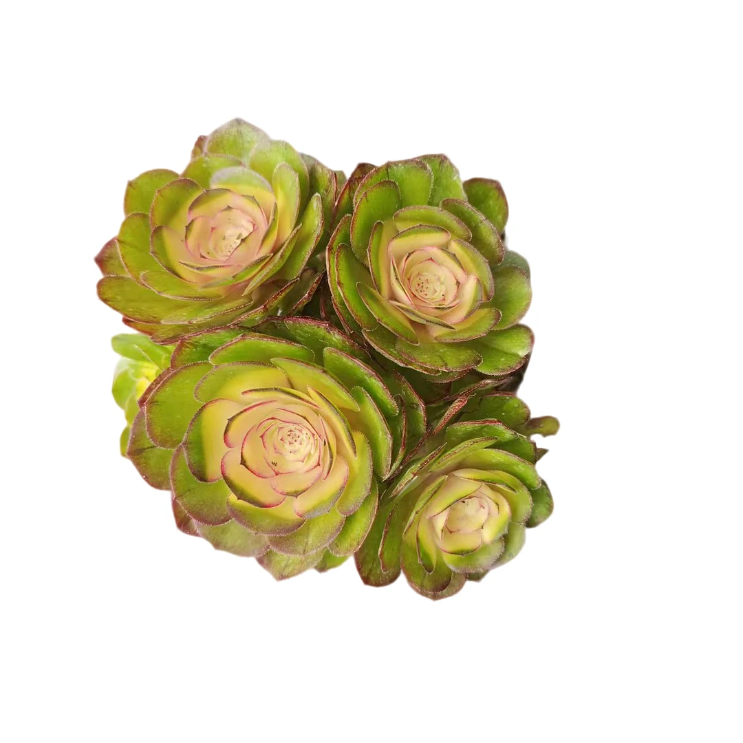 满9.9元包邮 香槟彩虹法师多肉植物带盆好养新手必备室内室外