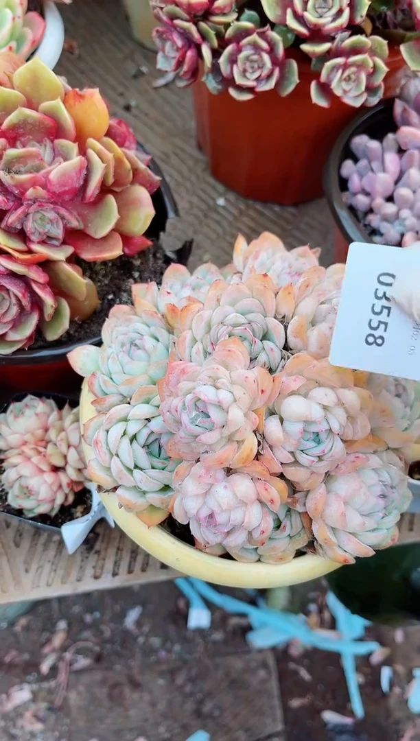 【闪购商品】03558