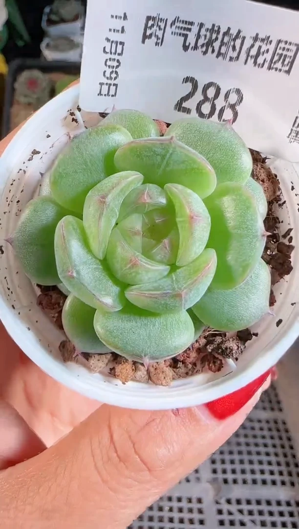 1109-288海王星麦秆群不包整