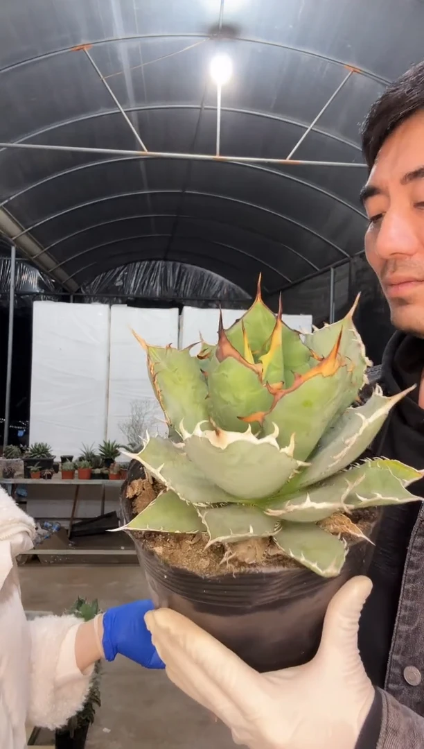 【闪购商品】南霸王111