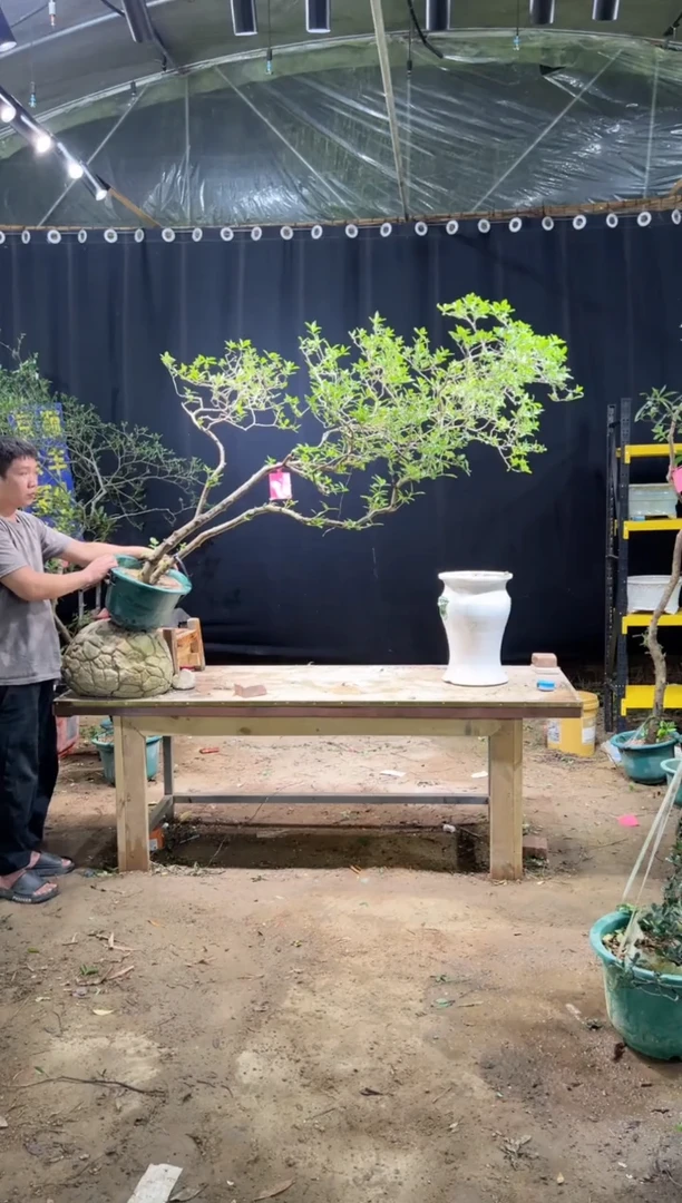 当前无花朵，栽培后可花朵欢*勒海岛栀子花