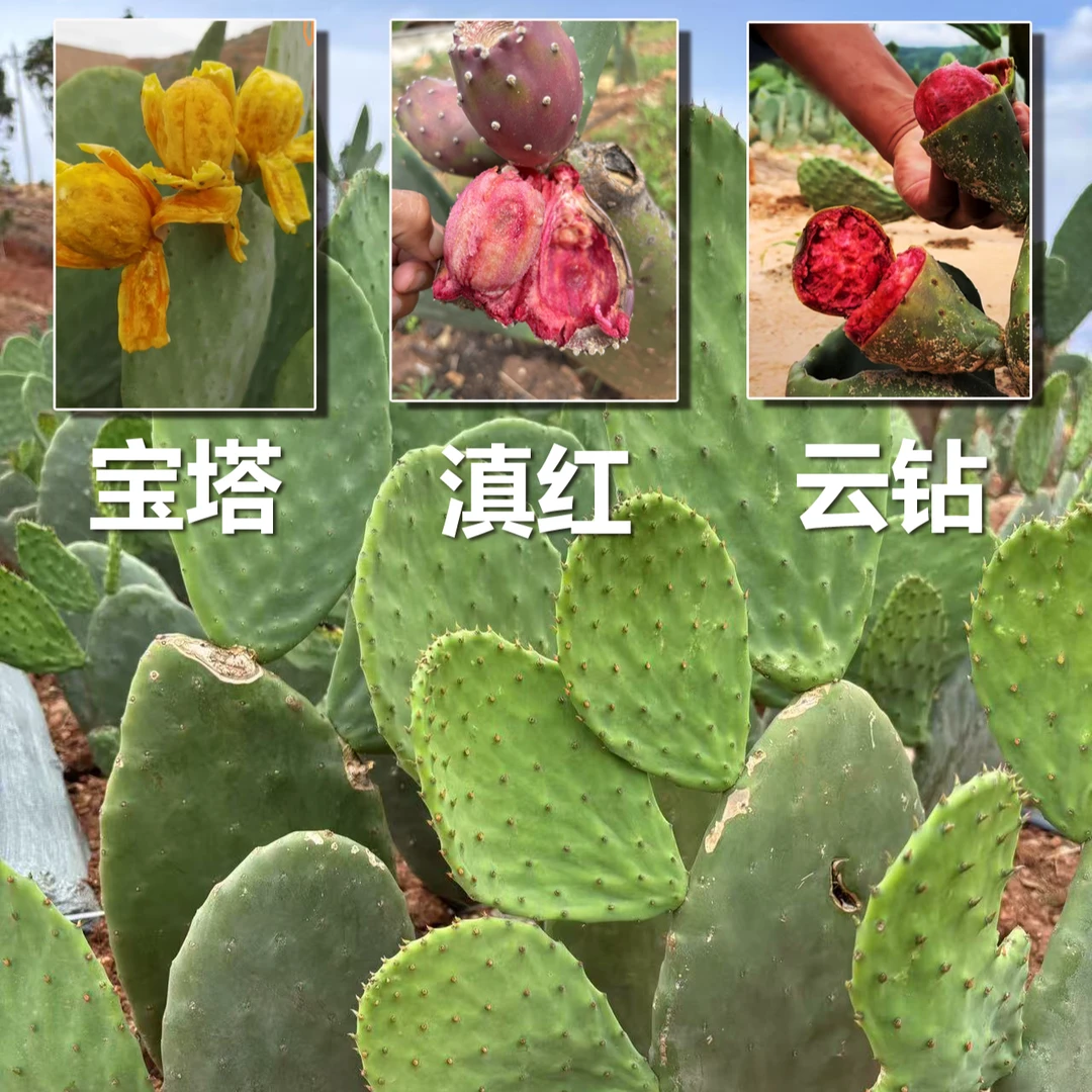 宝塔滇红云钻食用型仙人掌种植片绿植带根苗