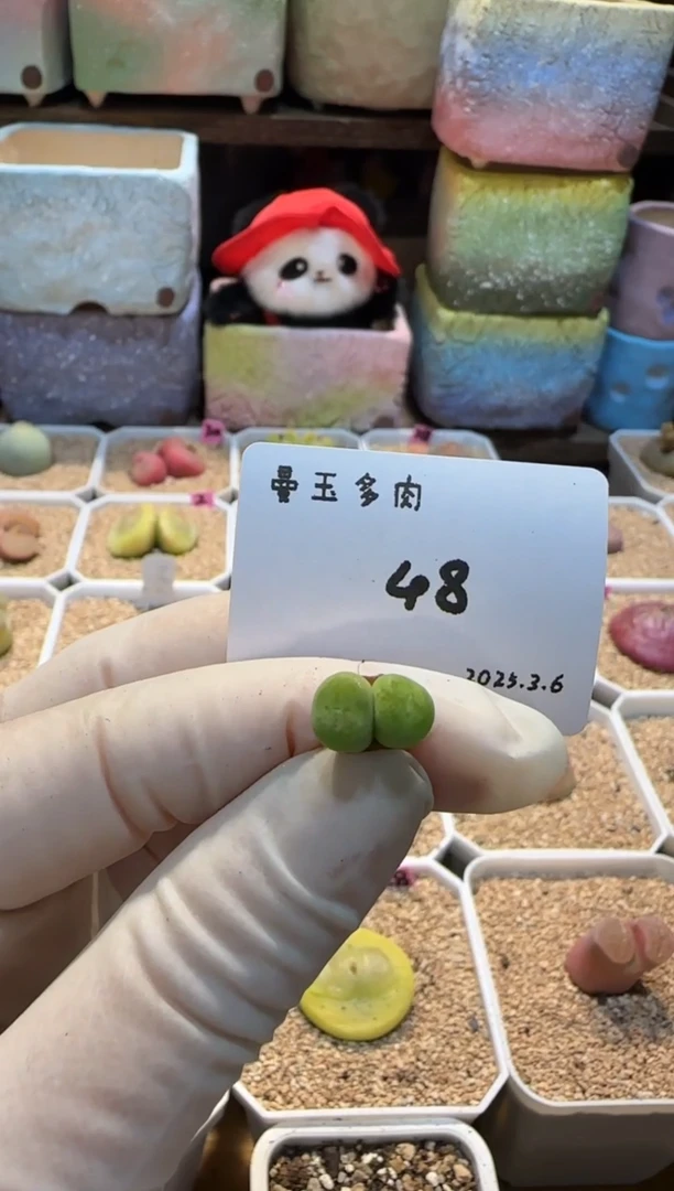 【闪购商品】25.3.6-48