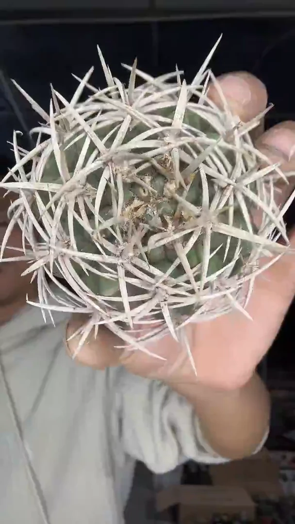 实生碧圆玉29.99不带盆土