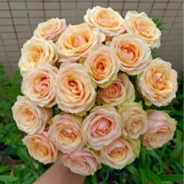 迪威娜 月季花苗多季阳台庭院栽种切花灌木月季