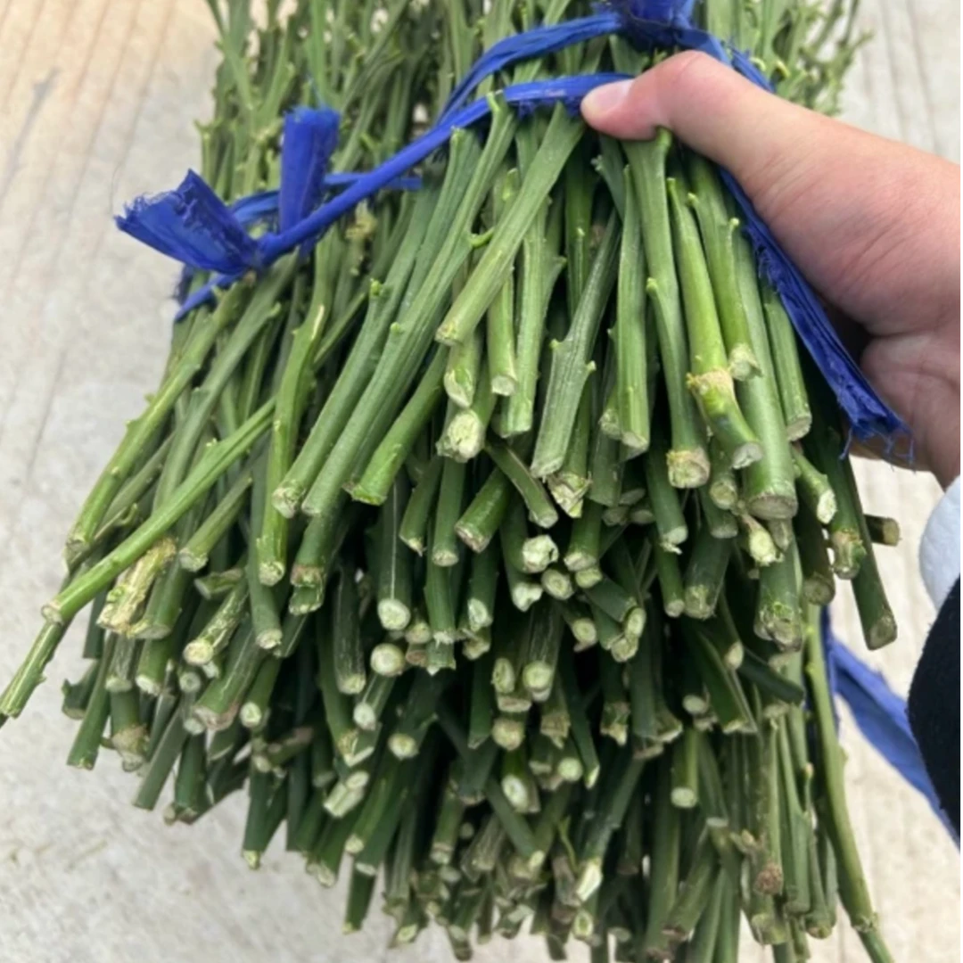 糖23长刺柑橘状元红嫁接枝条下单现剪发货源头种苗正品