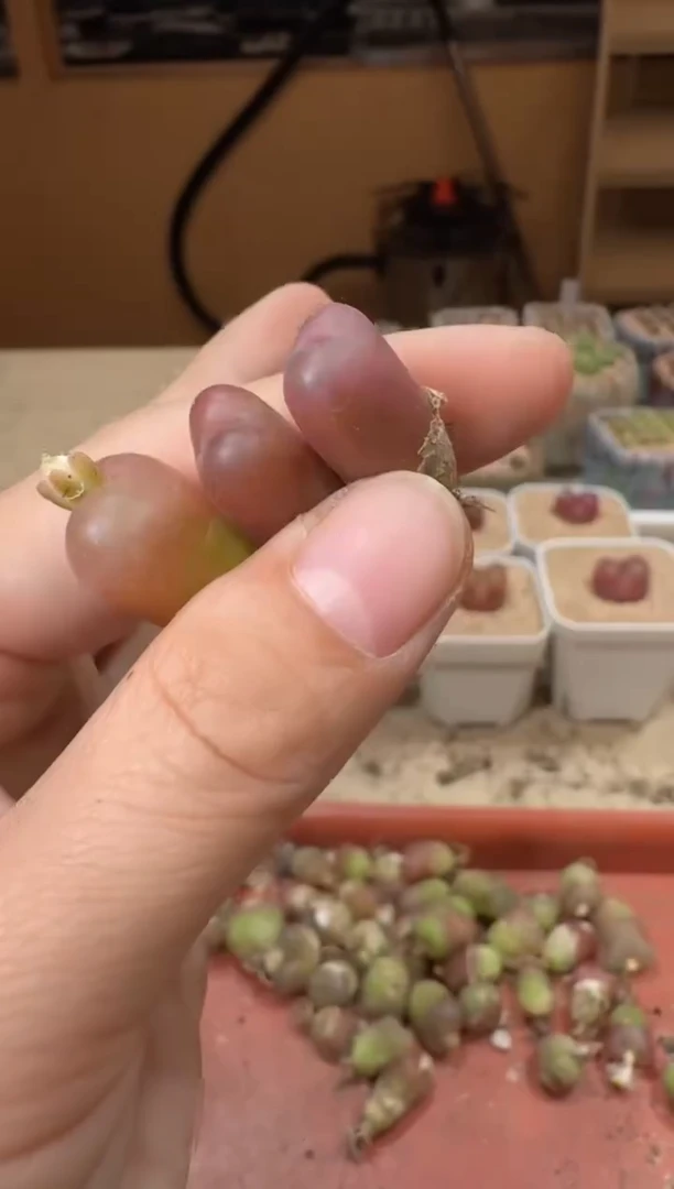 20-255多肉植物肉锥