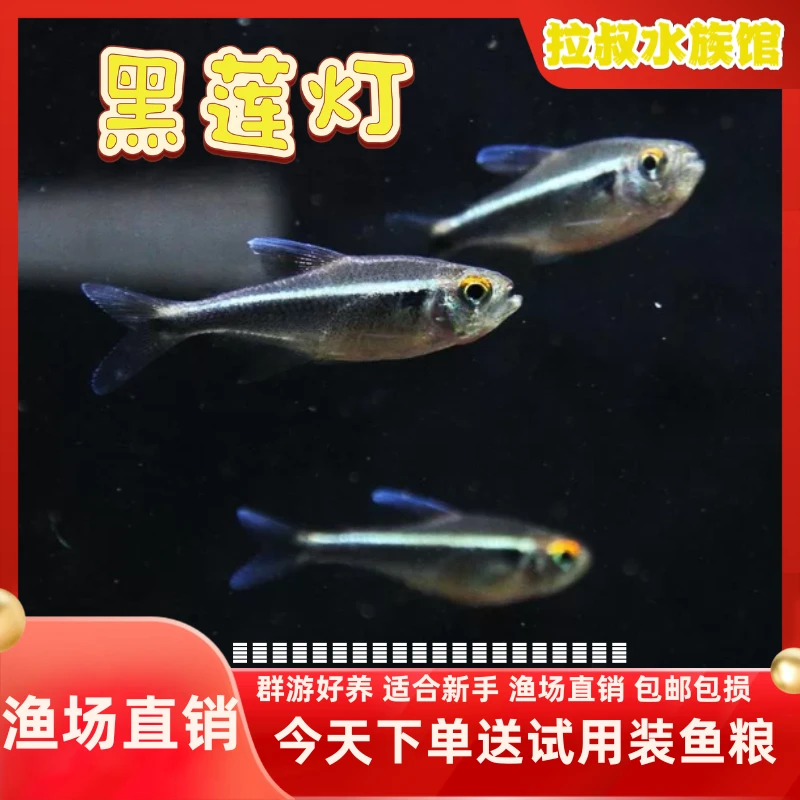黑莲灯黑灯黑宝莲灯小型热带鱼观赏鱼红绿灯黑管灯鱼草缸群游