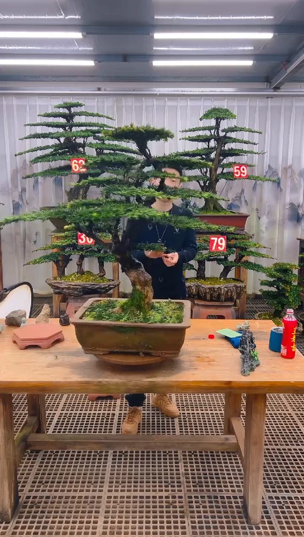 无花朵流**海精品盆景直播间一物一拍