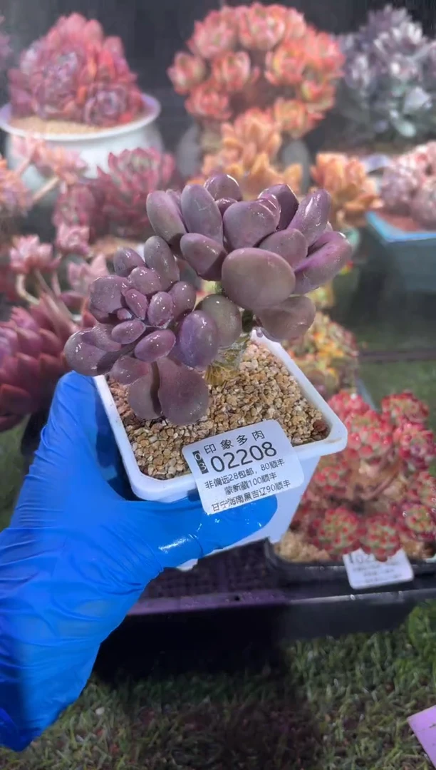 【闪购商品】02208