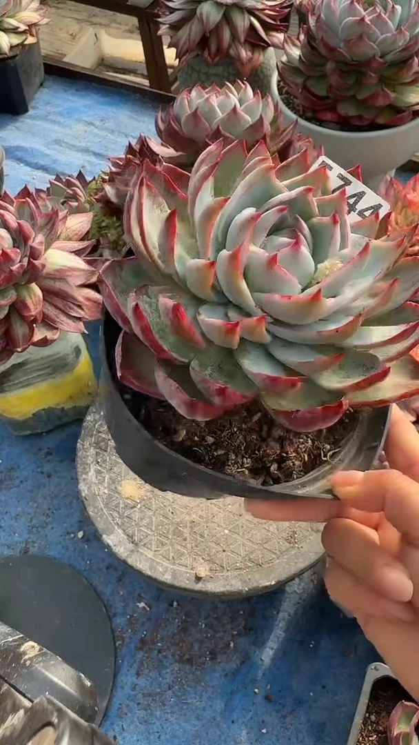 F744惊鸿（裸根发货）