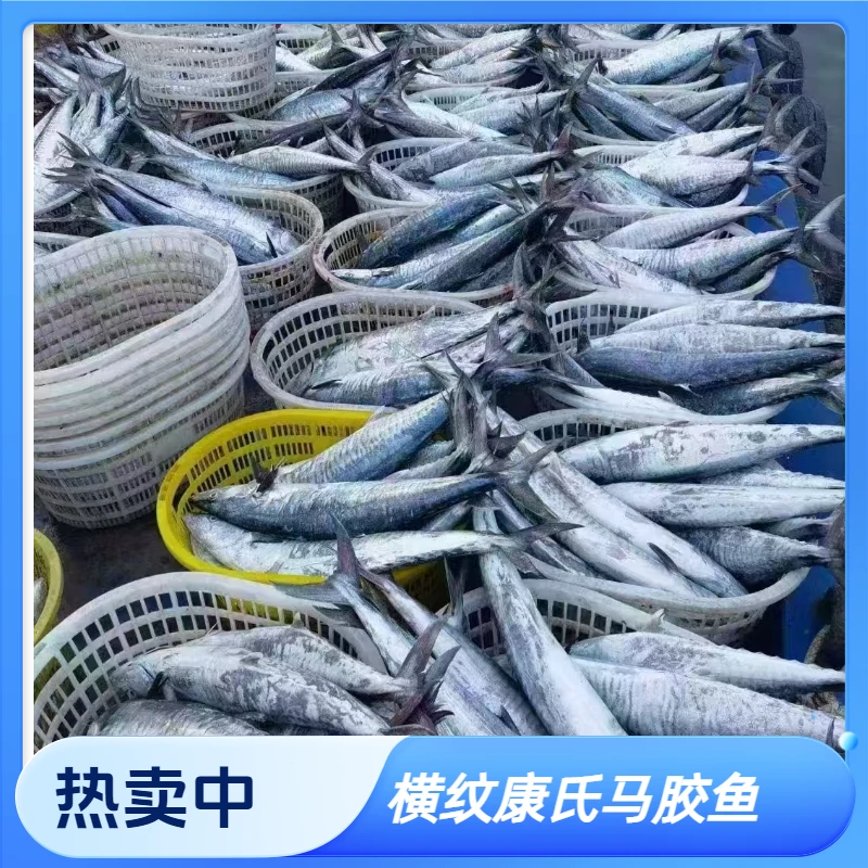 14-14.2斤横纹康氏马胶鱼原条现切发货博贺鱼港