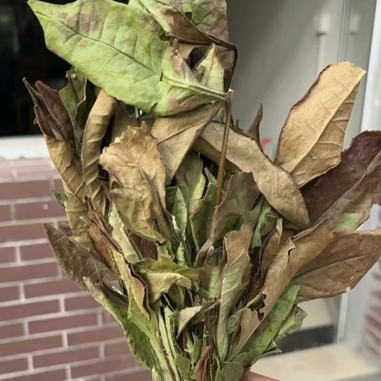 【22年老枞水仙白】奶仙 带着花香的奶甜水仙白茶