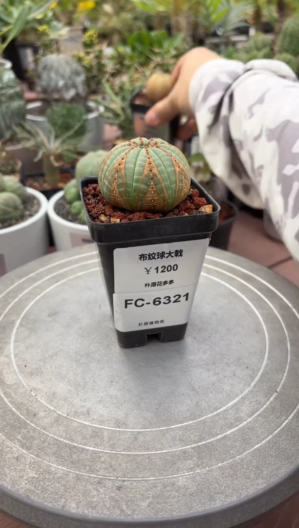 布纹球大戟FC-6321