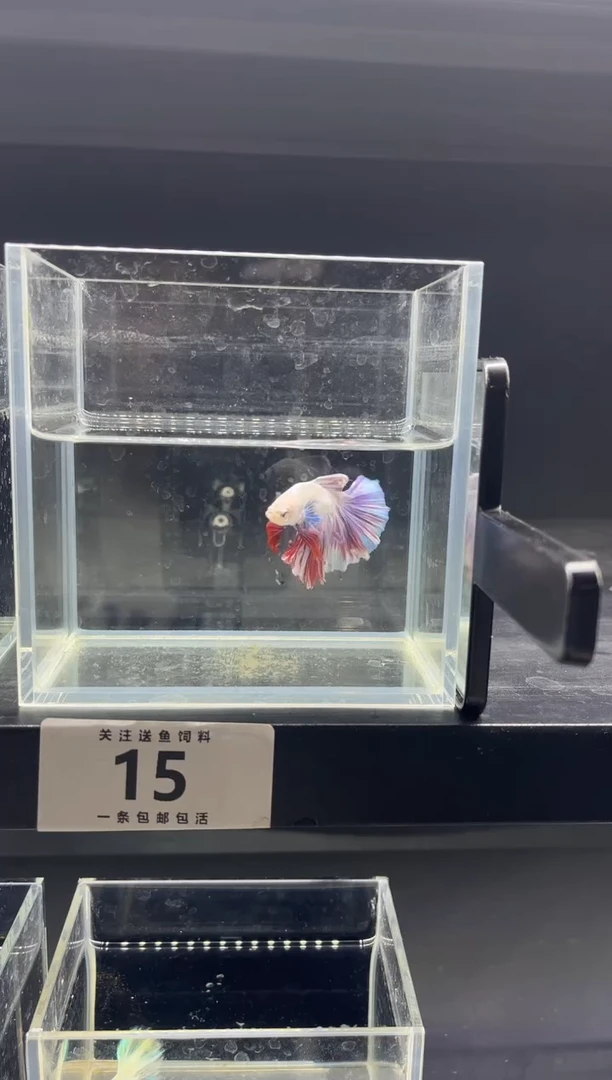 斗鱼斗鱼竟拍连接15