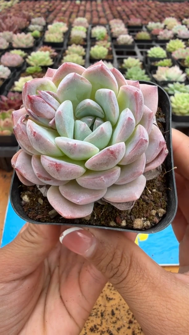 东云多肉园二店-170