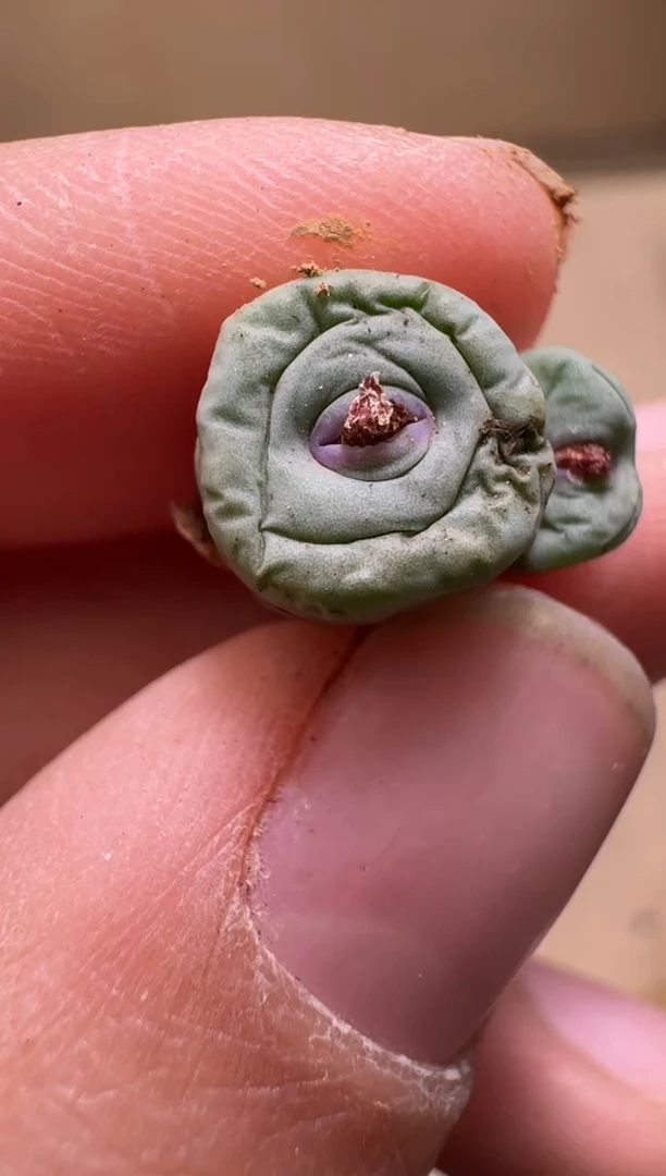 【闪购商品】1/21-101