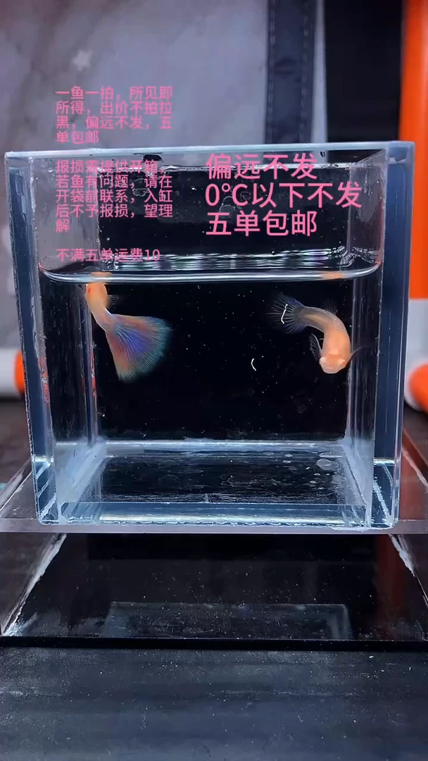 孔雀鱼孔雀鱼 11