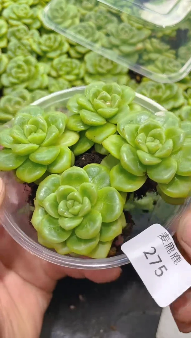 275翡冷翠      量拍4颗
