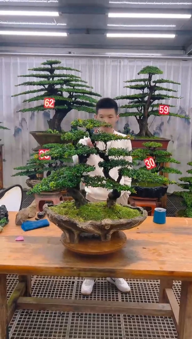 无花朵精品盆景直播间一物一拍