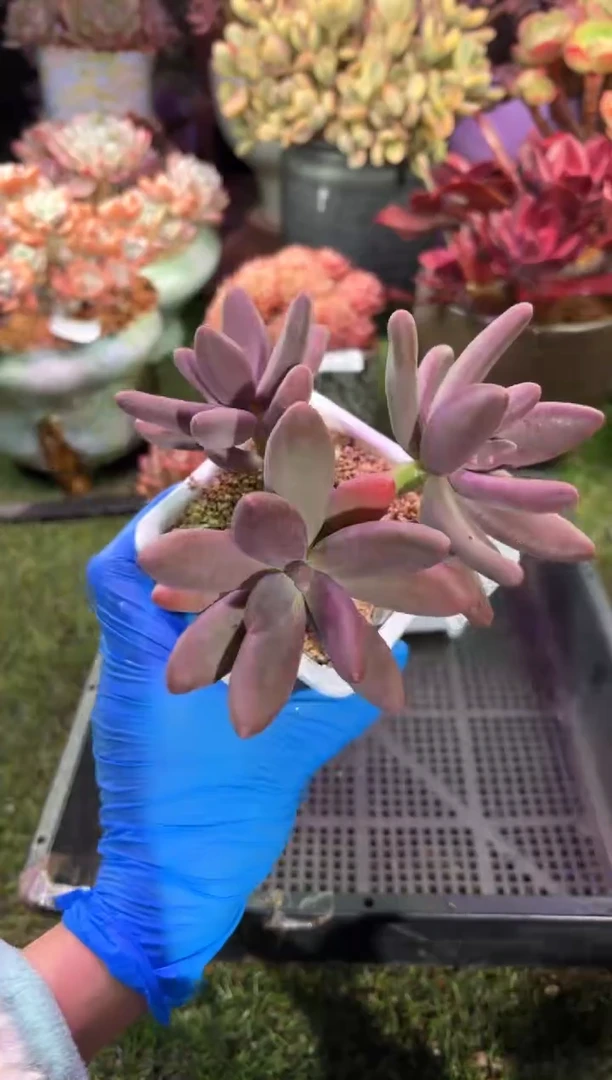 【闪购商品】00765