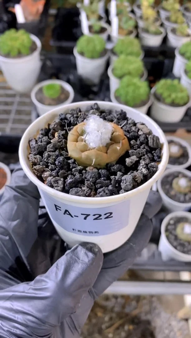 【闪购商品】冬云FA-722