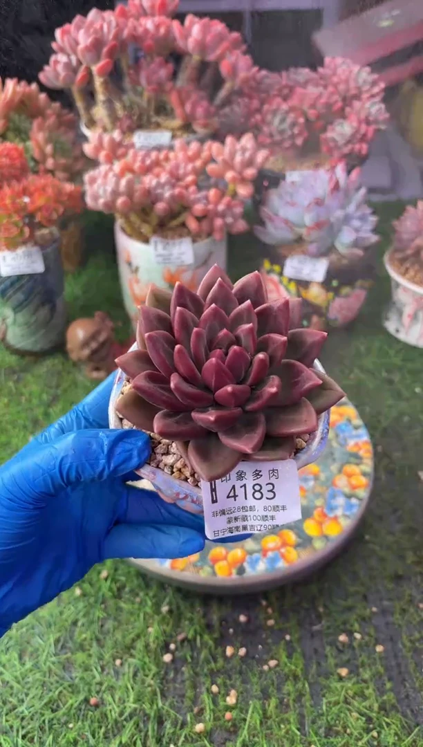 昆明印象多肉4183