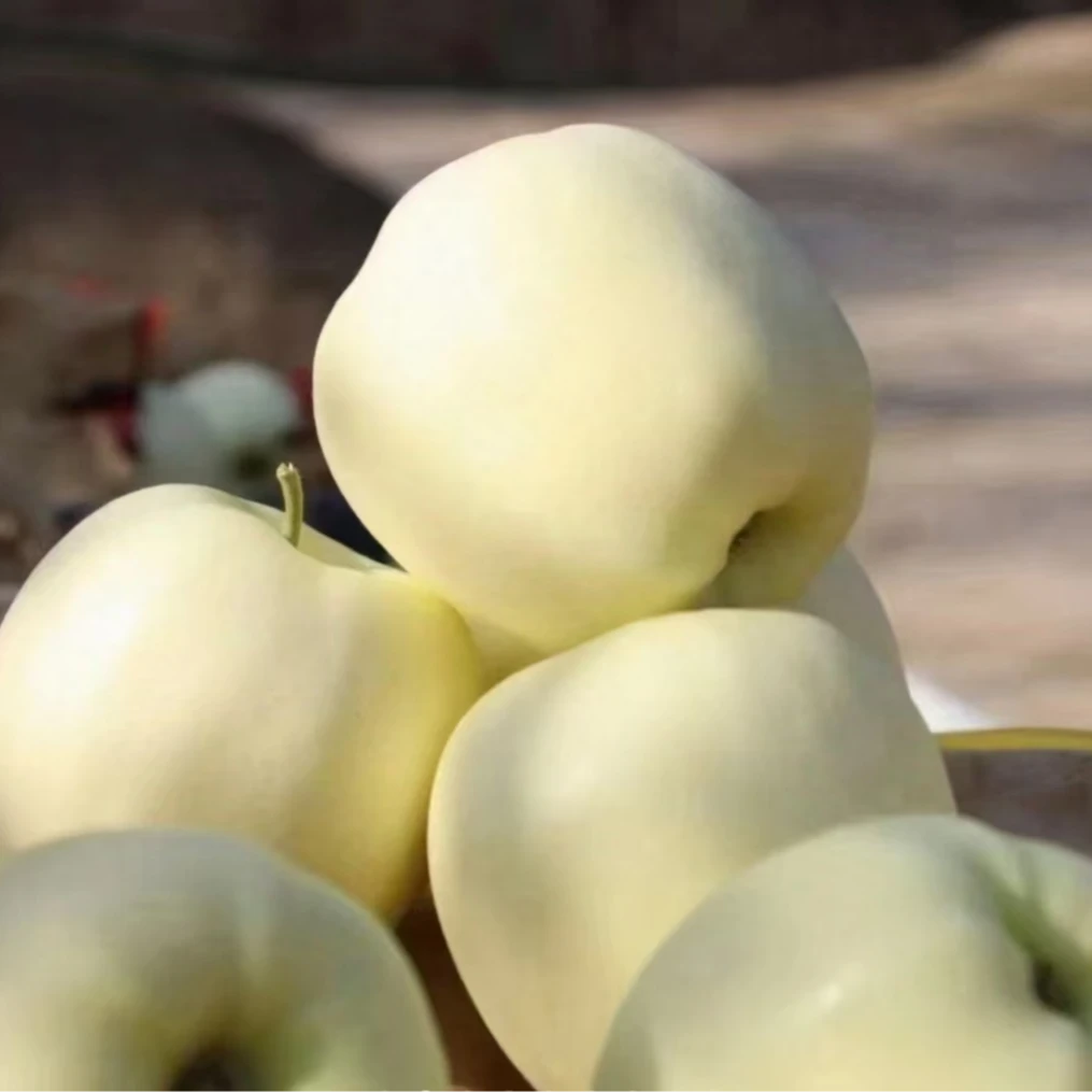 甘肃精品黄元帅苹果京东包邮果香浓郁可脆可面老少皆宜甘肃苹果