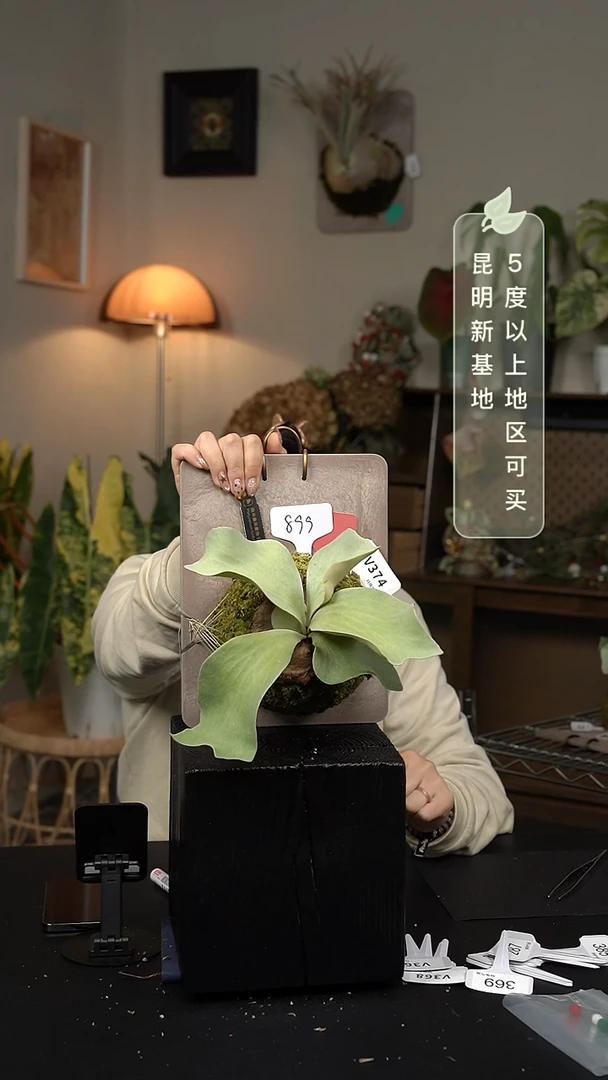 不开花植物V374-银华鹿角蕨特选