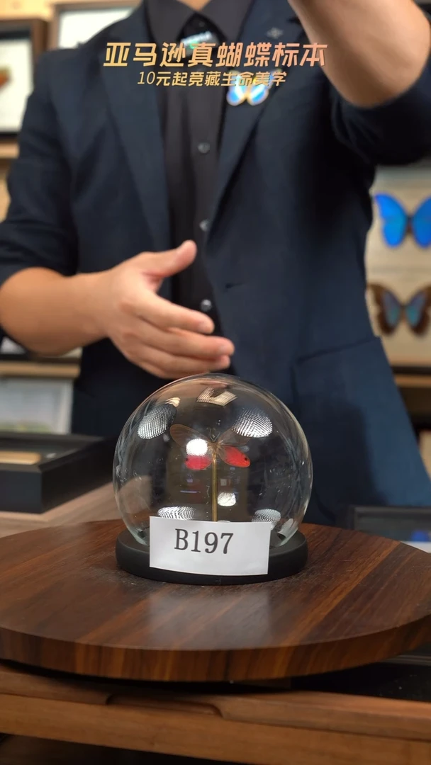 蝴蝶标本摆件竞拍玫瑰绡眼蝶小号玻璃球b197