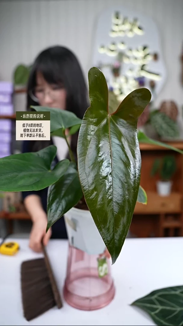 完全开放Y85小羊皮