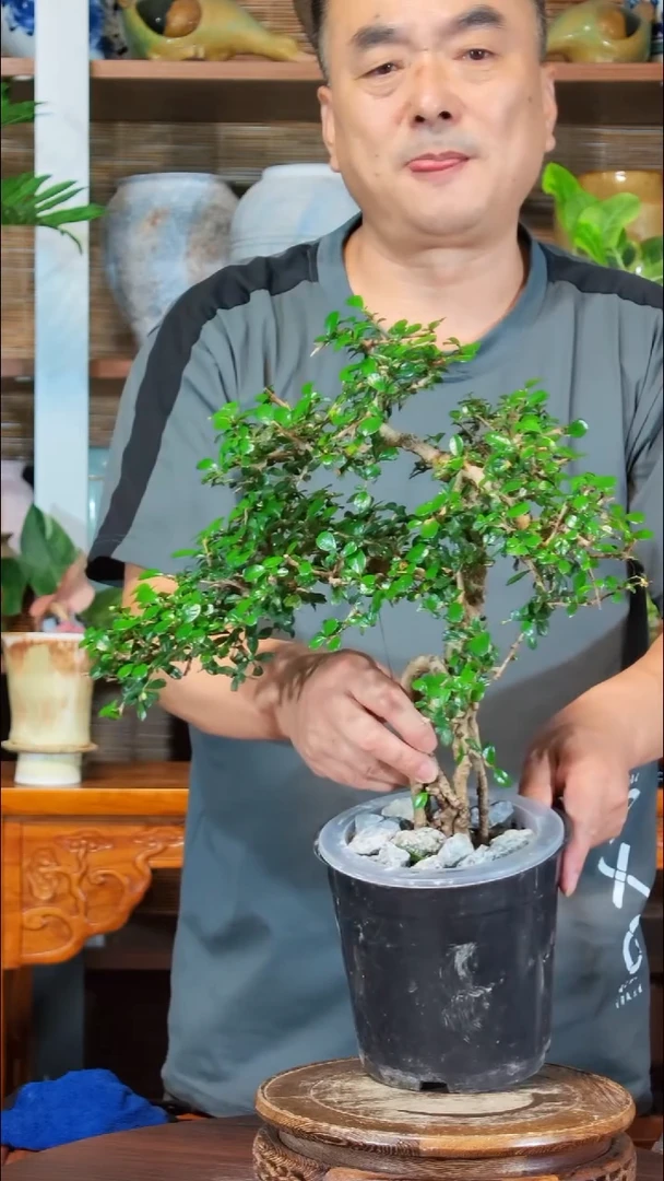 无花朵小***哈水之韵水培福建茶