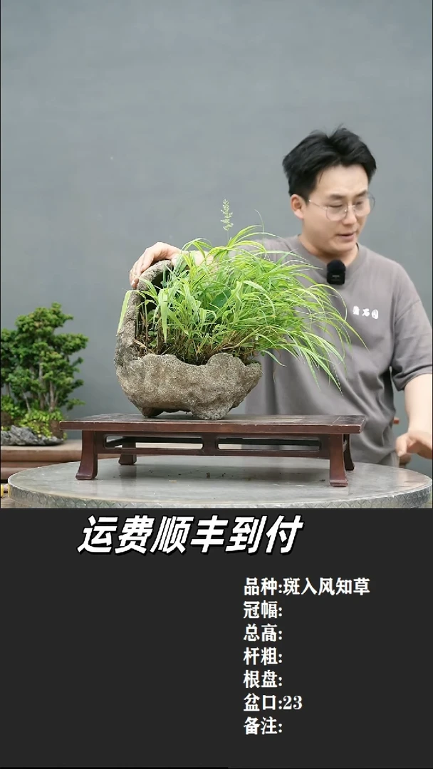 A**81 风知草