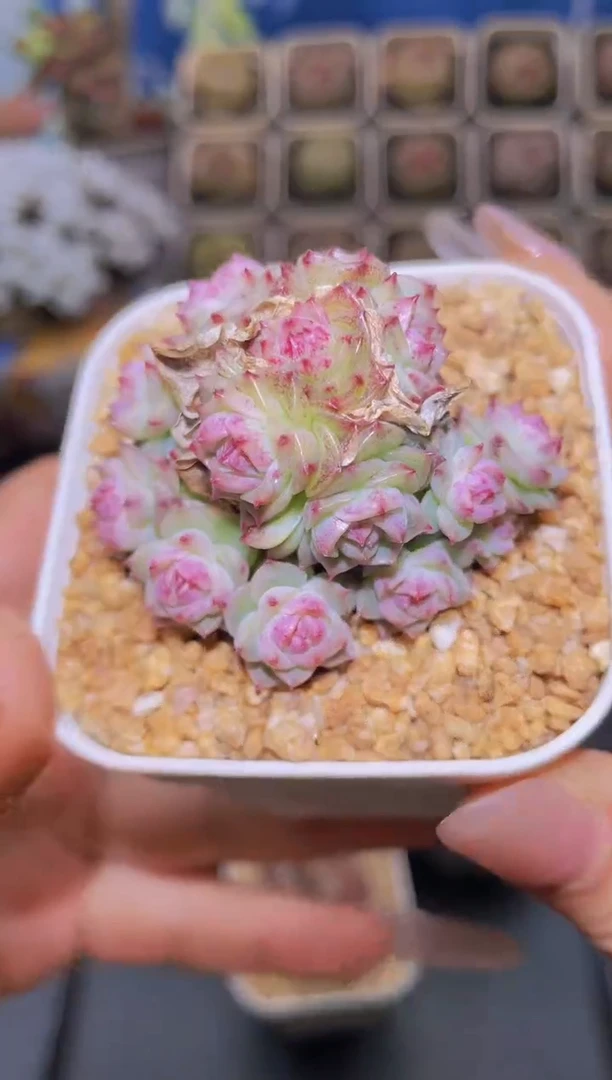 【闪购商品】343奇幻烟火量拍一颗包整