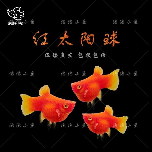 胎生小型热带观赏鱼红米奇鱼红玛丽鱼孔雀鱼耐养活体