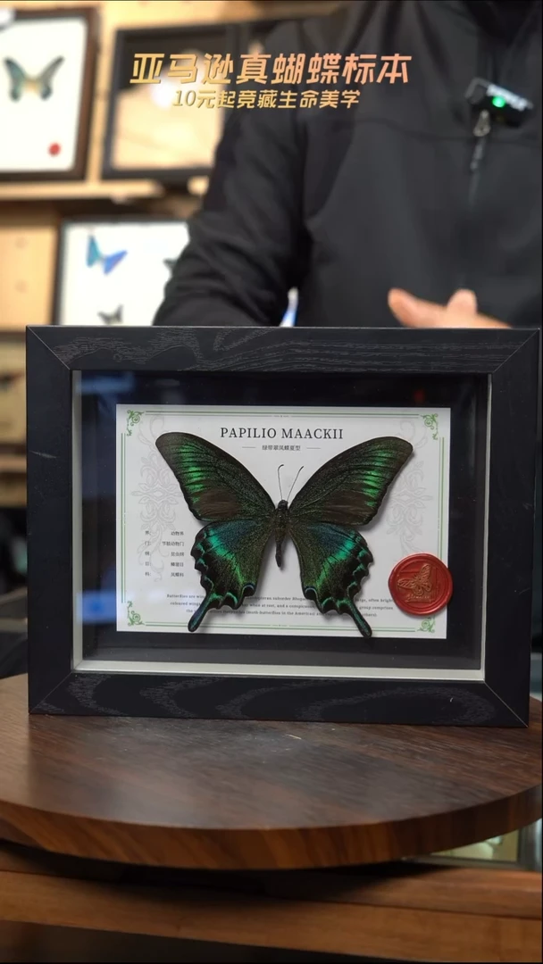 绿带翠凤蝶夏型8寸黑框国风版