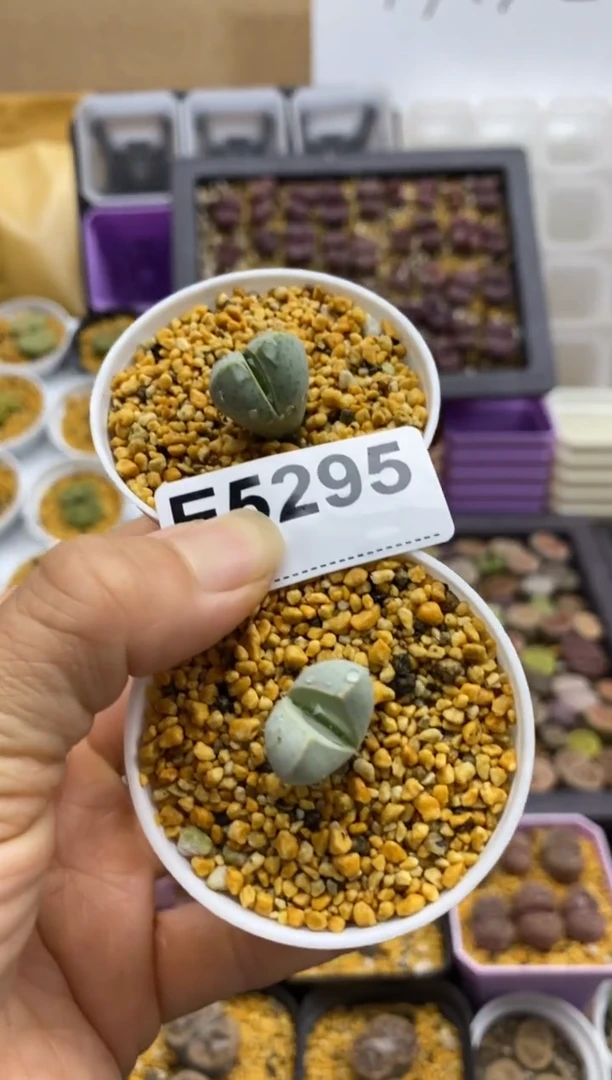 5295开播福利一物一拍