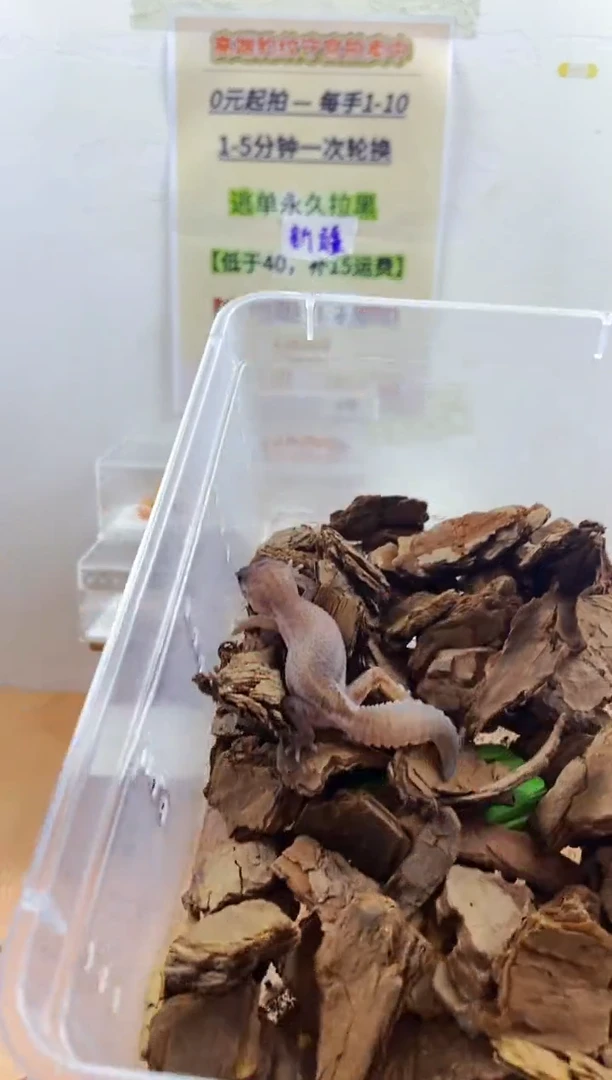 豹纹守宫豹纹守宫幼苗亚成体成体肥尾