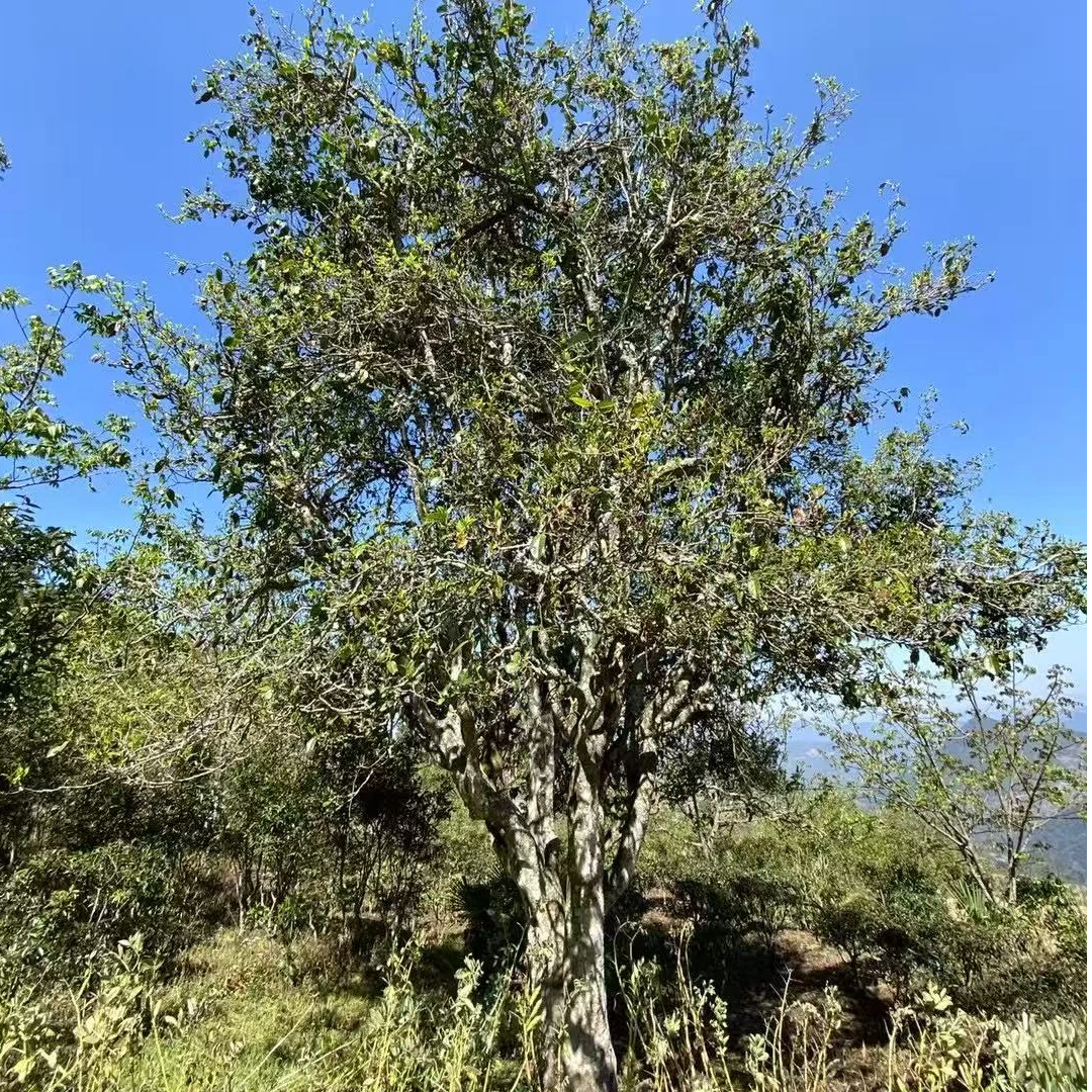 【生茶】戎影苍峰千年单株 2025年