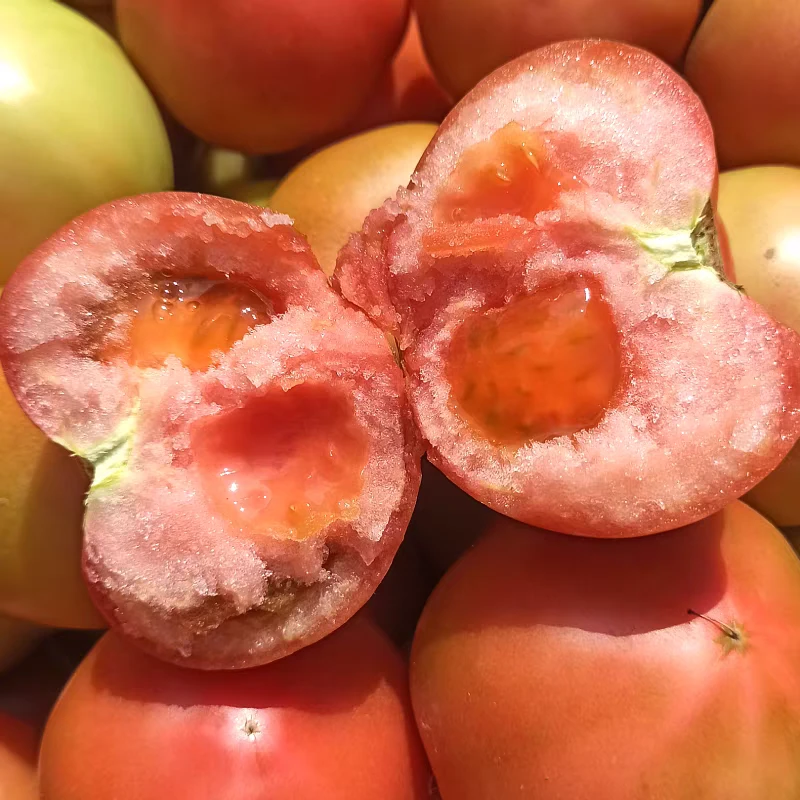 鲜蓁蓁东北西红柿特产老式番茄新鲜自然熟可生吃现摘包邮