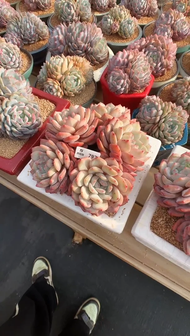 797梦露一物一拍