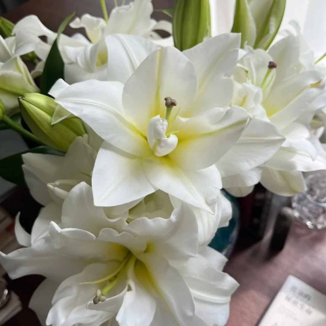 【暴风雪】重瓣香水百合 不做隔夜花 东北鲜切花种植基地现采现发