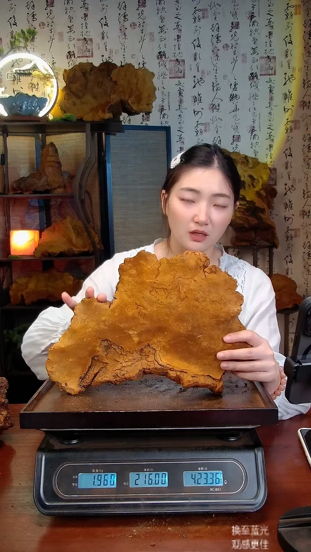 松针层孔菌中国大陆【藏区】松树桑黄（3.56斤）50-60年份