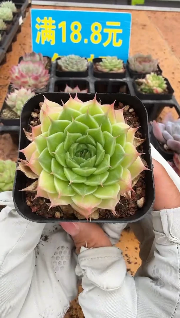 东云多肉园二店-192