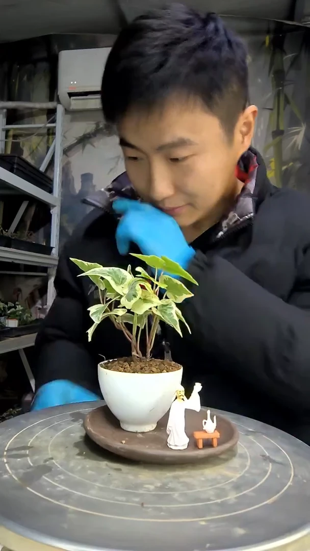 嘟**爸中青园艺一物一拍花124