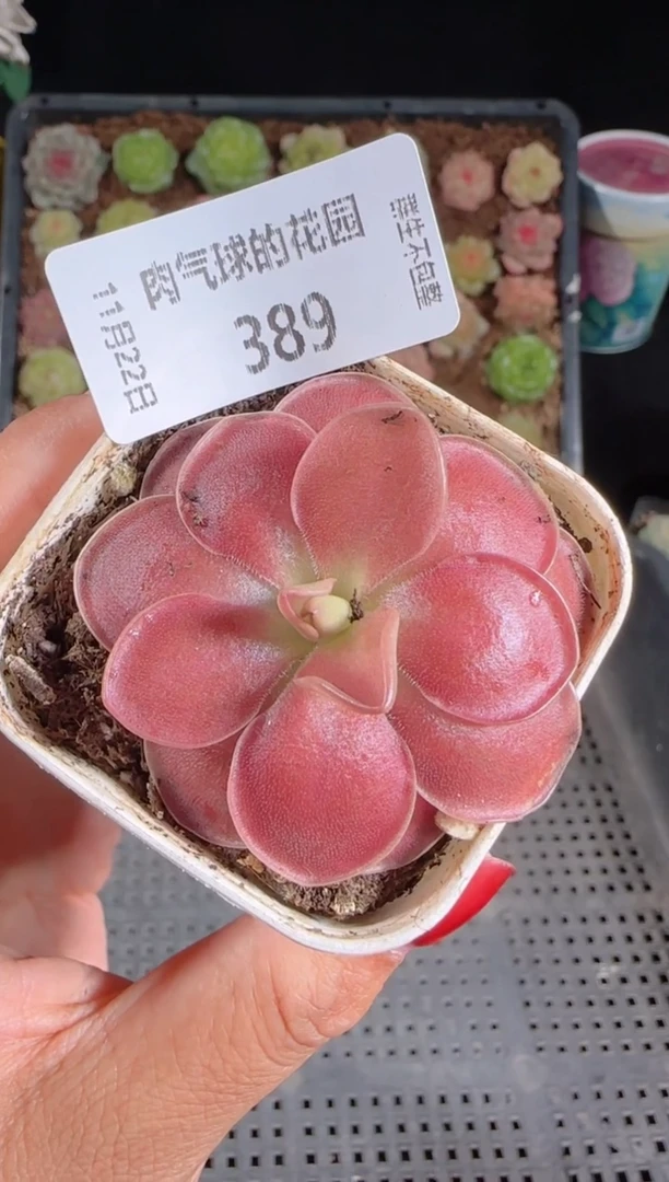 1122-389赛题群生不包整