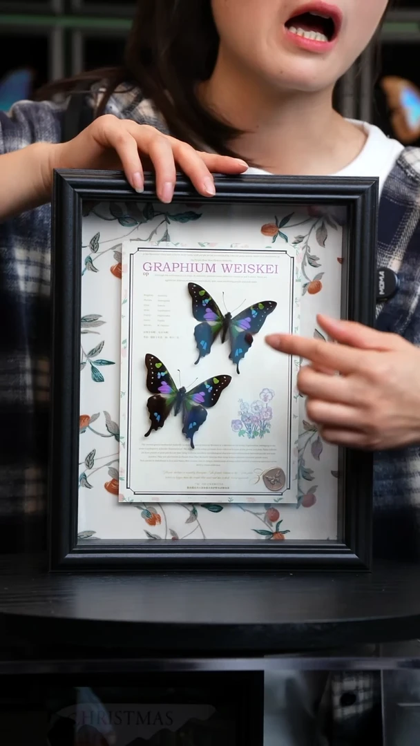 玫瑰青凤蝶两只新款10寸黑框