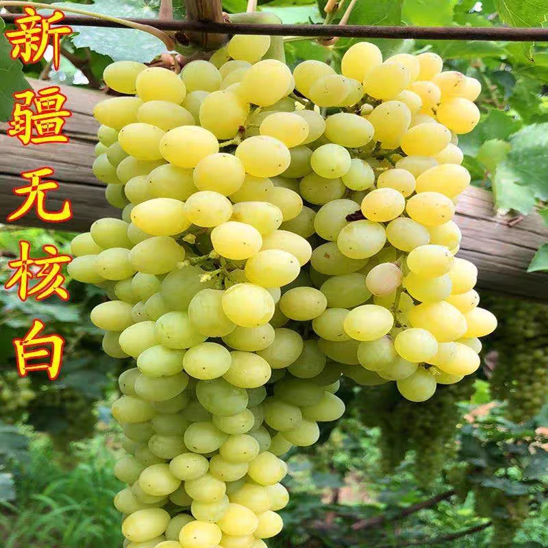 新疆吐鲁番无核白  تۇرپان كىشمىش ئۈزۈمى 葡萄苗新疆包邮