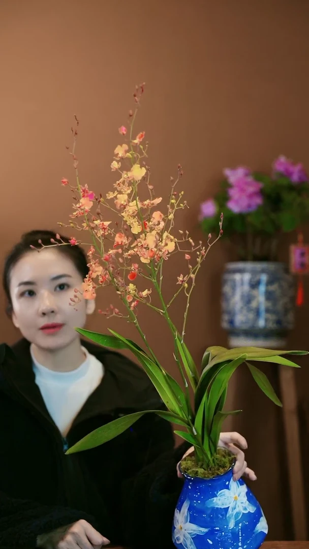 【闪购商品】盆景璀璨星河